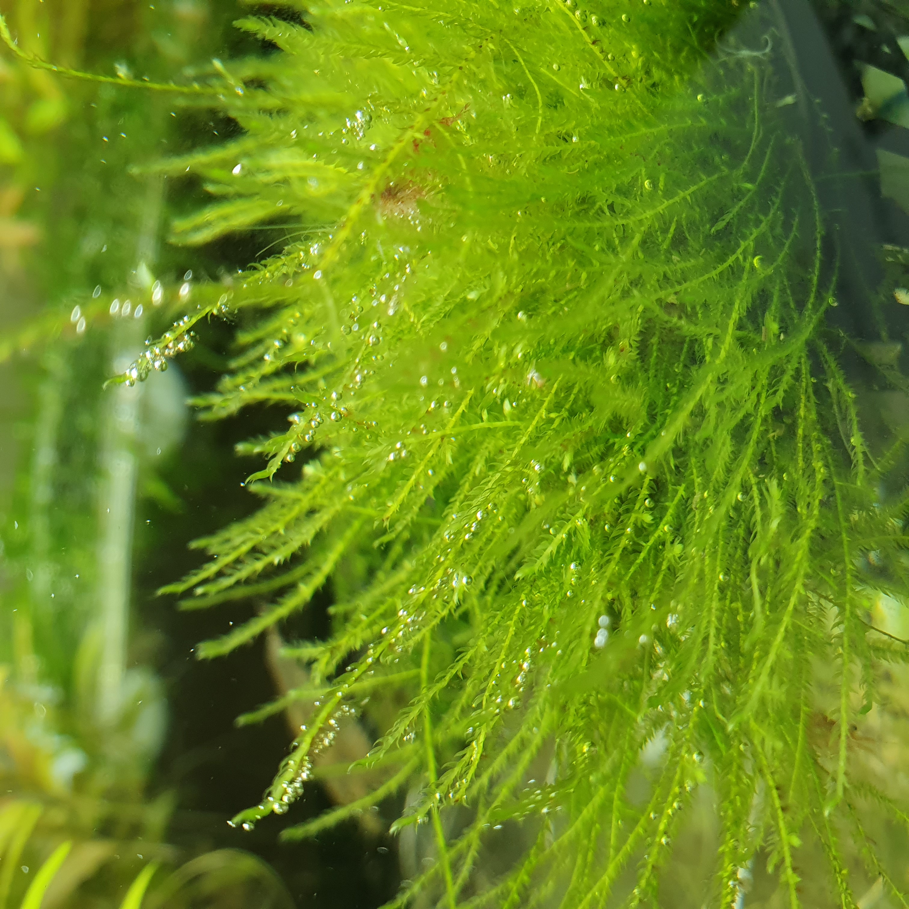 muschi piante pianta per acquario acqua dolce tropicale muschio di Giava Java Taxyphyllum barbieri